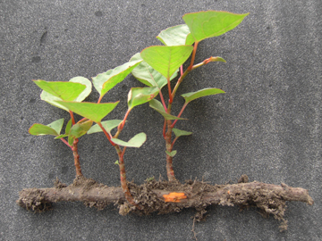 Japanese Knotweed Treatments Birmingham